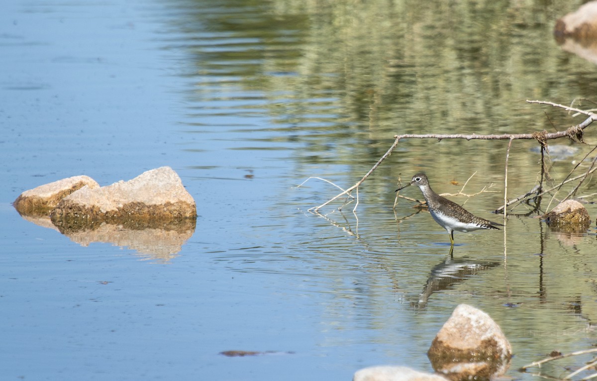 Solitary Sandpiper - ML640426914