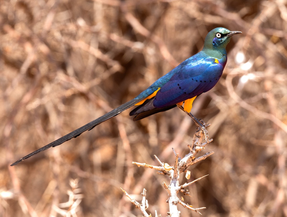 Golden-breasted Starling - ML640426937