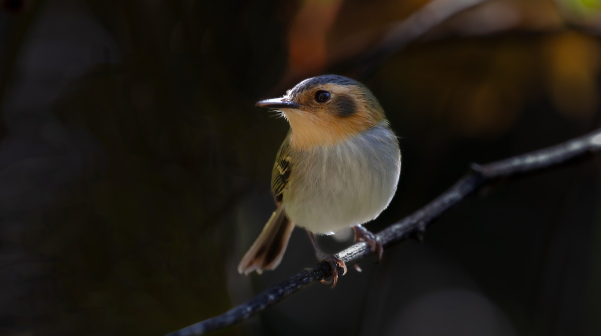 Ochre-faced Tody-Flycatcher - ML640426991