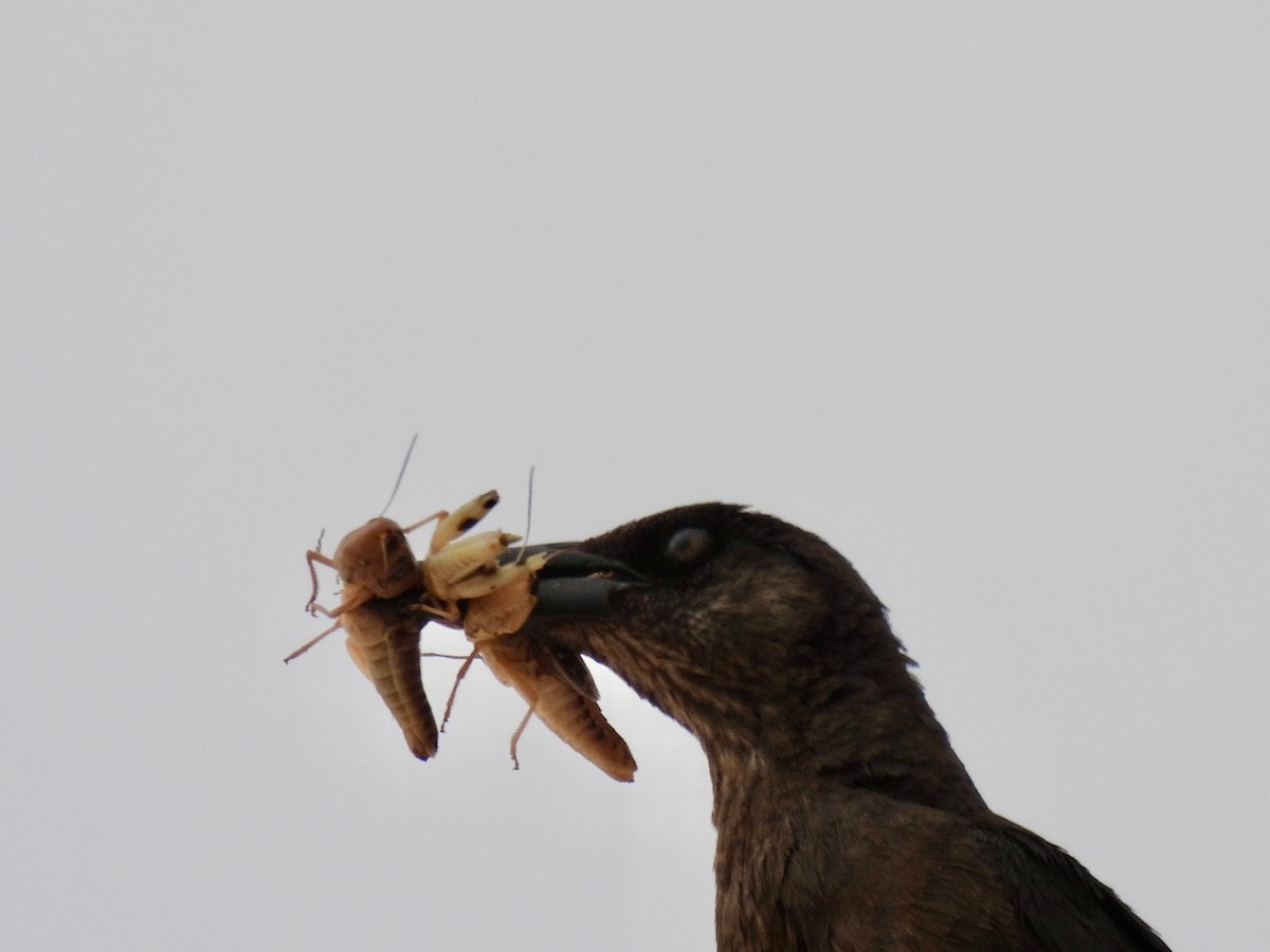 storhaletrupial - ML640426996