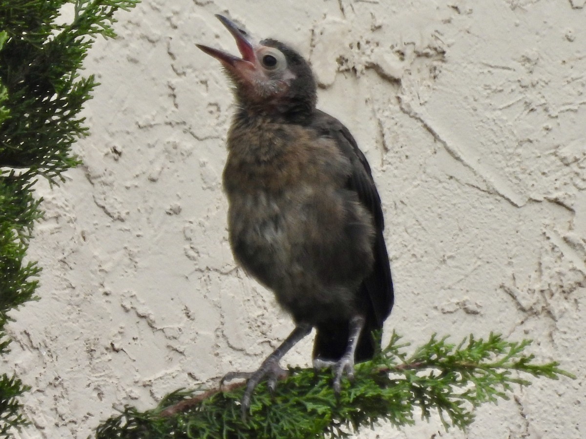 storhaletrupial - ML640426999