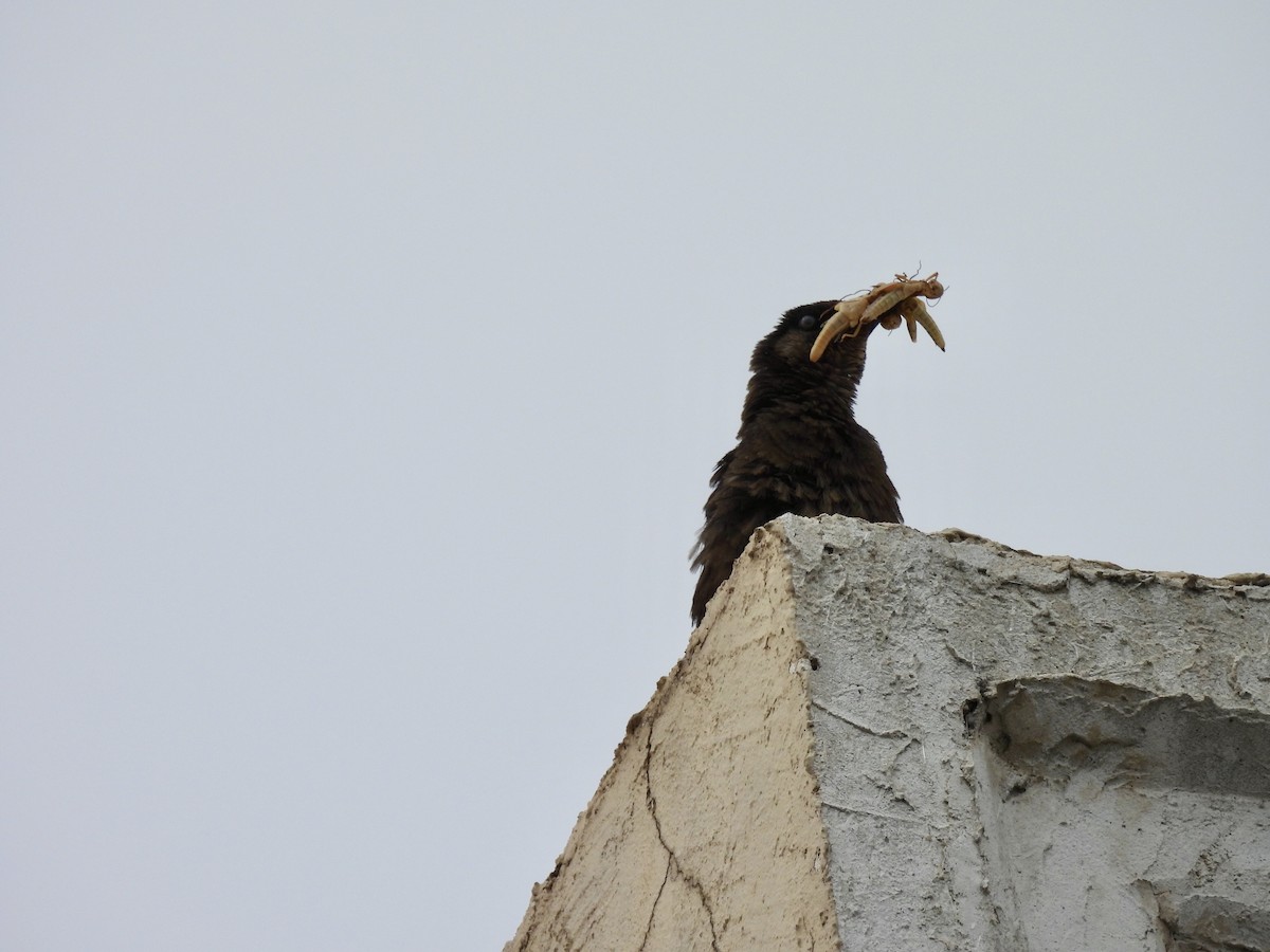 storhaletrupial - ML640427001