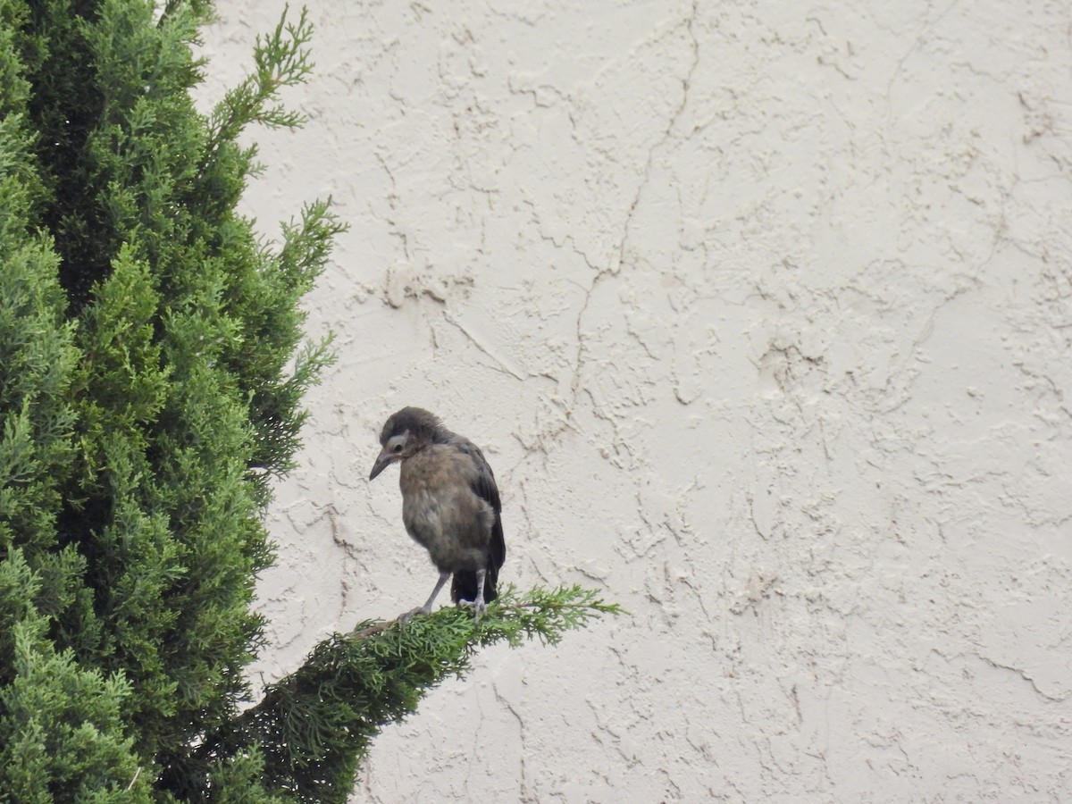 storhaletrupial - ML640427002