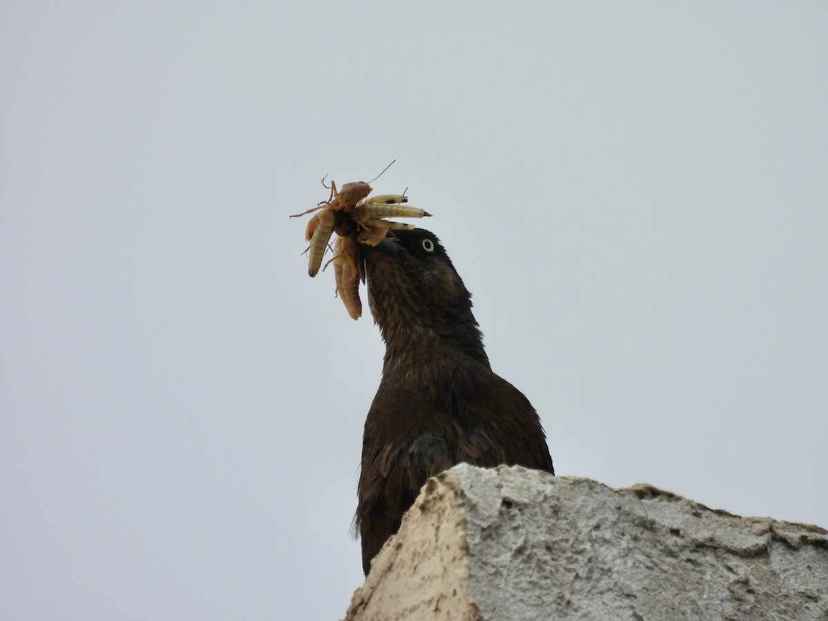 storhaletrupial - ML640427006