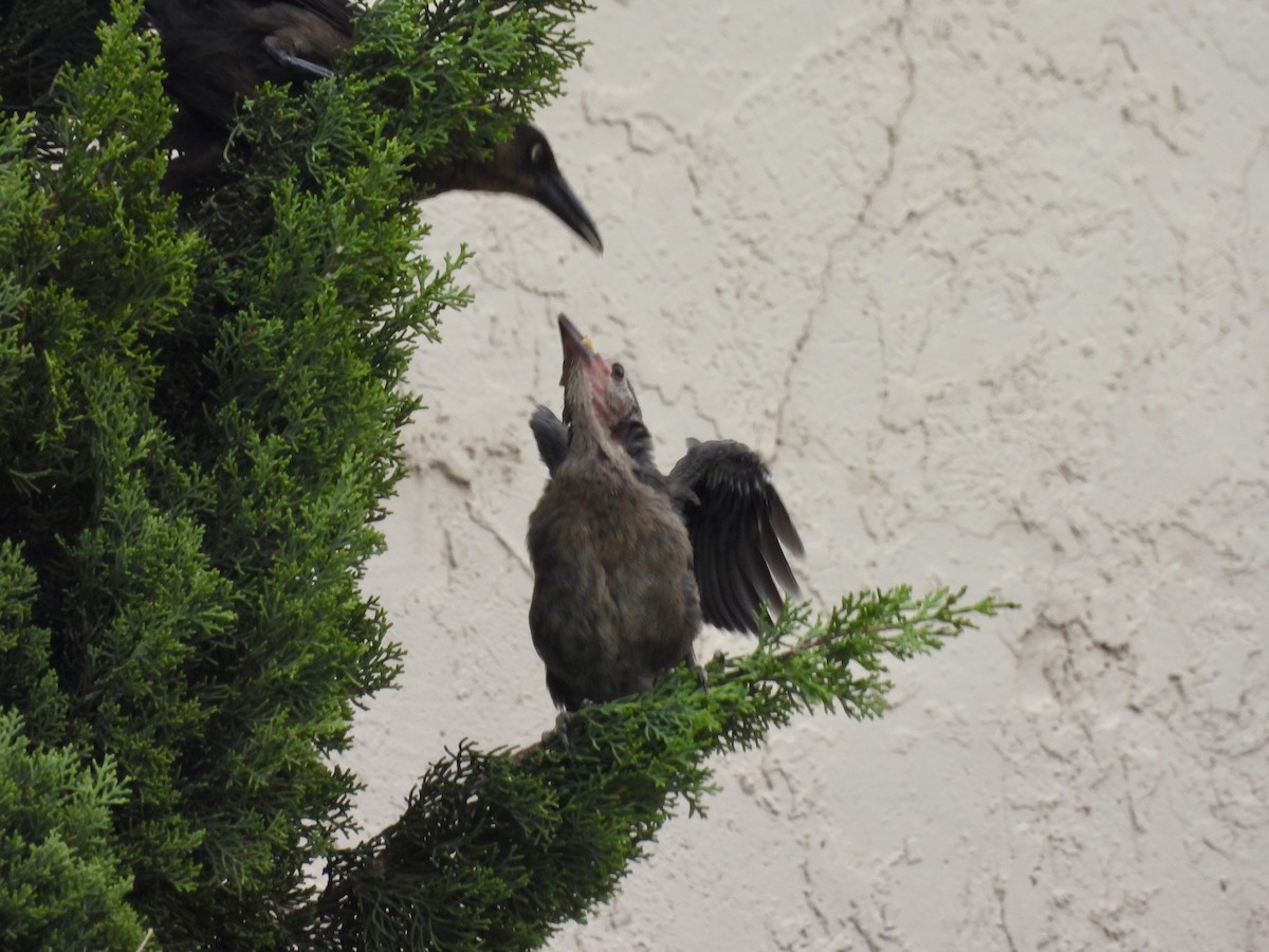 storhaletrupial - ML640427015
