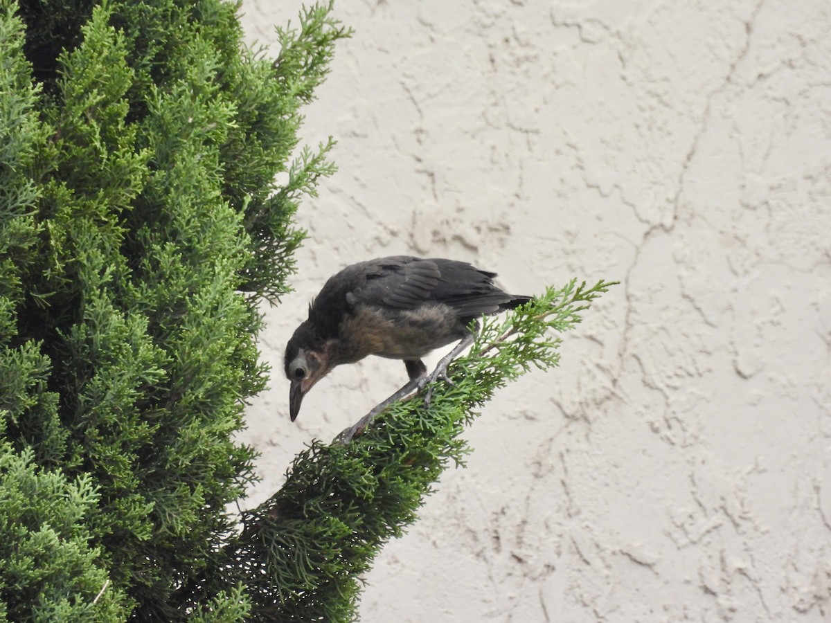storhaletrupial - ML640427019