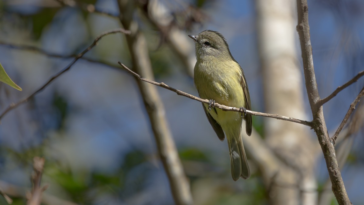 Planalto Tyrannulet - ML640427023