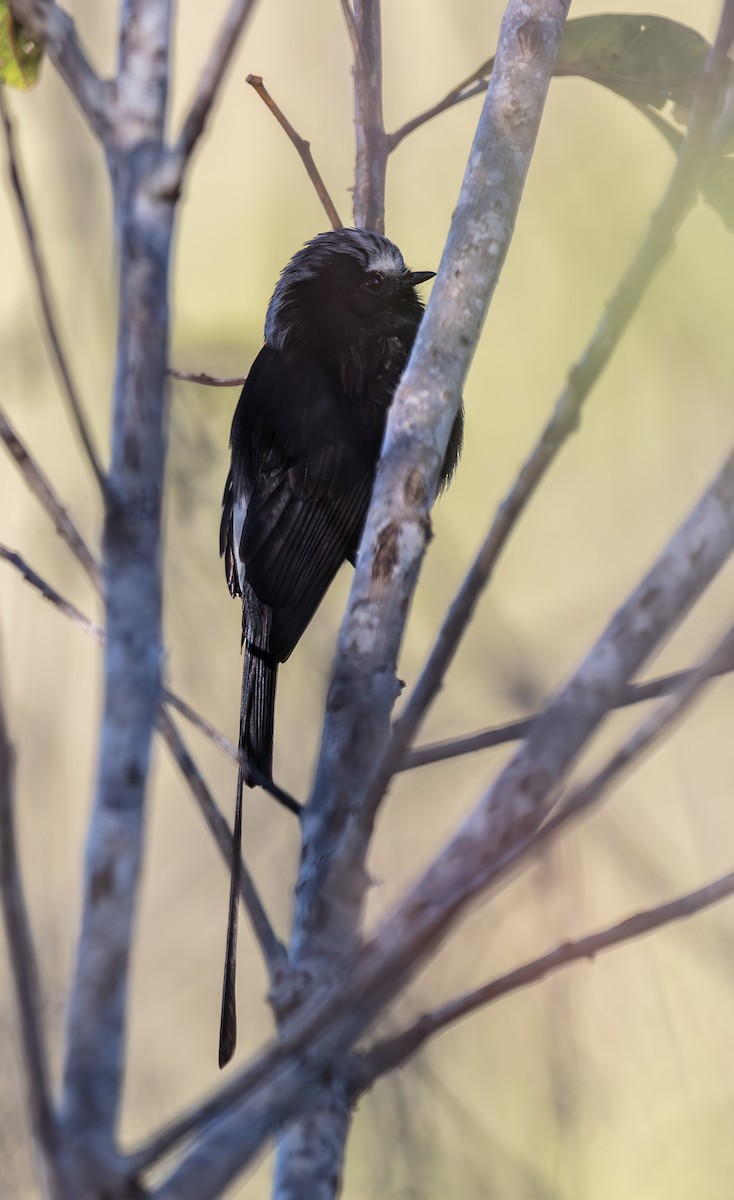 Long-tailed Tyrant - ML640427028