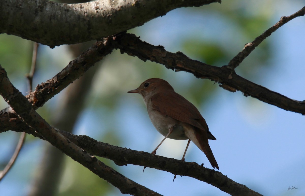 Common Nightingale - ML640427070