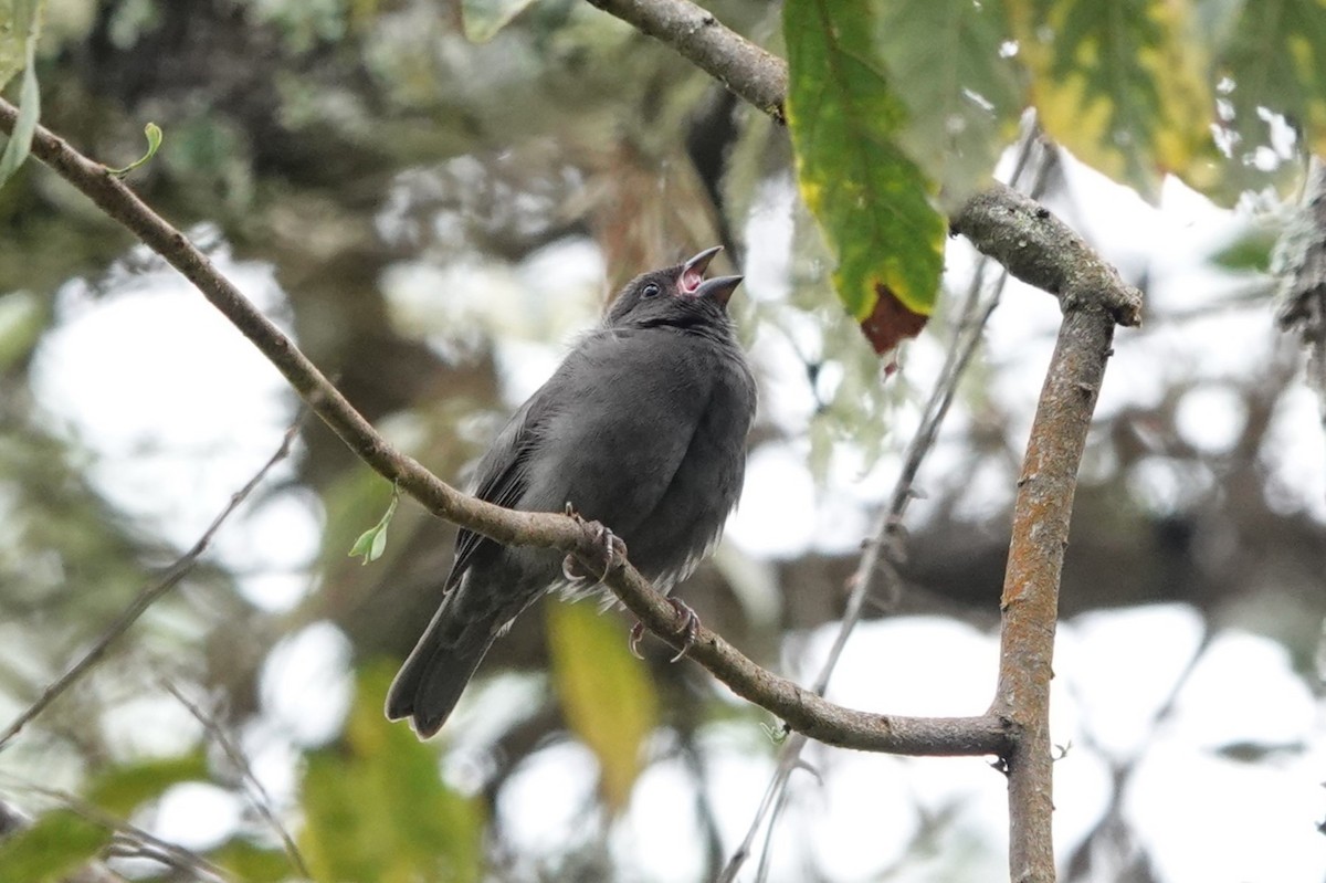 Sooty Grassquit - ML640427124