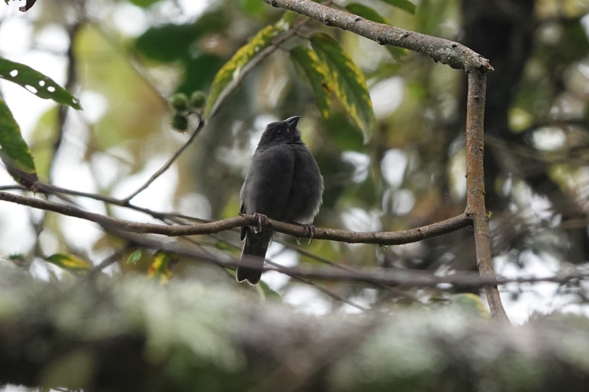 Sooty Grassquit - ML640427125