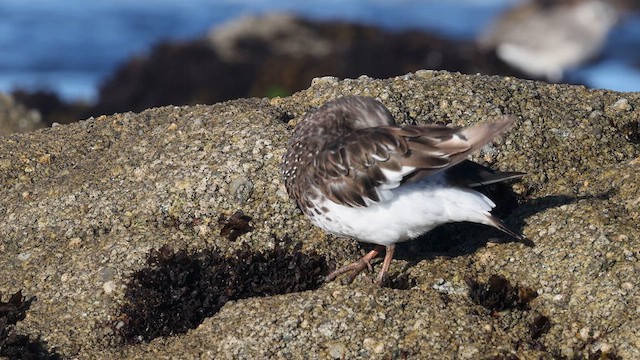 Black Turnstone - ML640427133