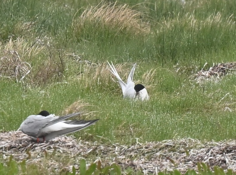 Roseate Tern - ML640427135