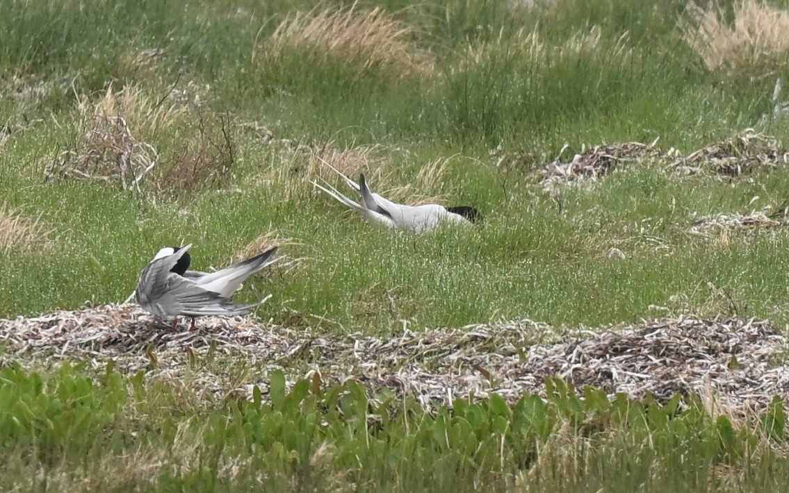 Roseate Tern - ML640427142