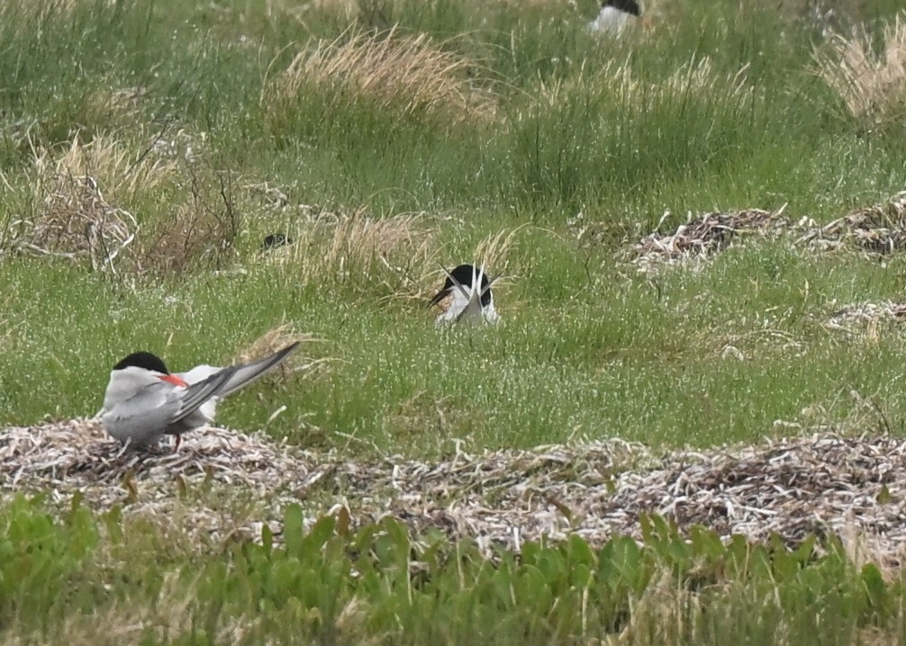 Roseate Tern - ML640427146