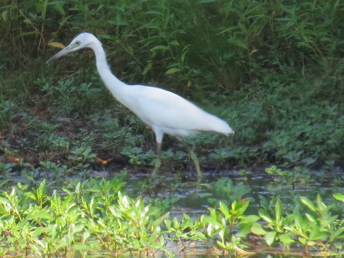 Little Blue Heron - ML640427166