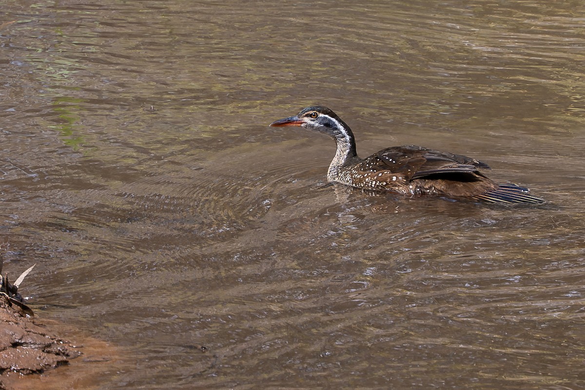 African Finfoot - ML640427167