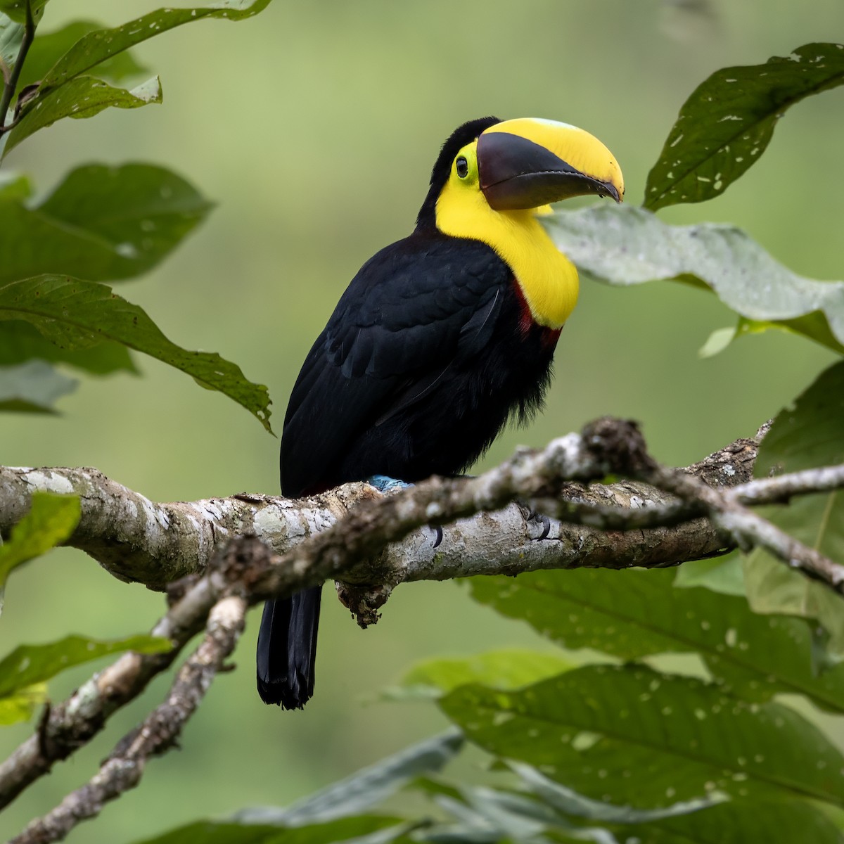 Yellow-throated Toucan (Chestnut-mandibled) - ML640427181