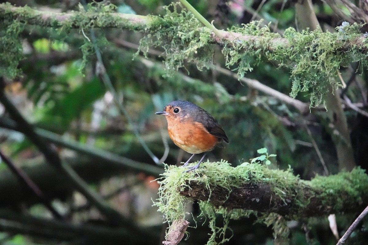 Slate-crowned Antpitta - ML640427198