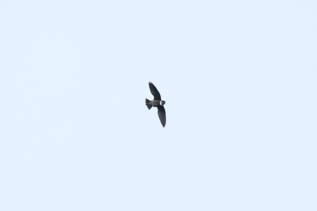 White-collared Swift - ML640427204