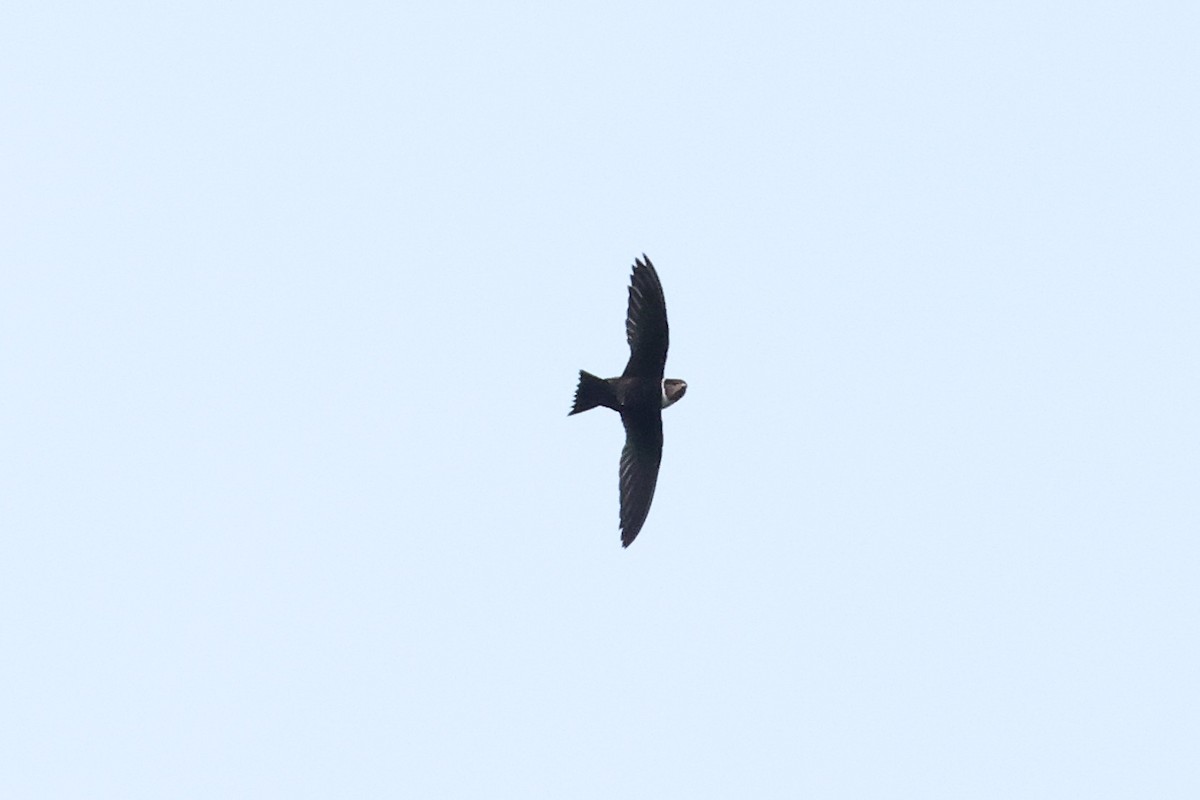 White-collared Swift - ML640427205