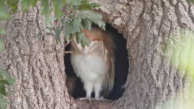 Western Barn Owl - ML640427220