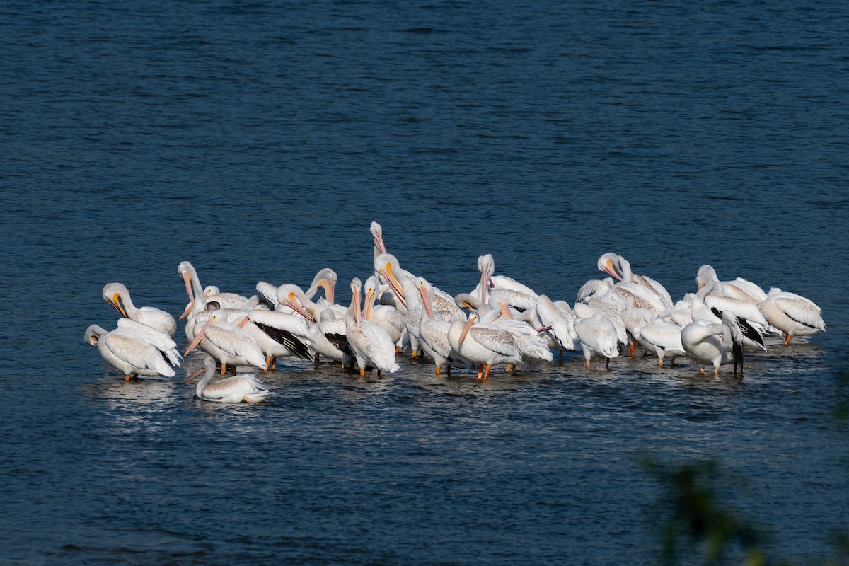 American White Pelican - ML640427294