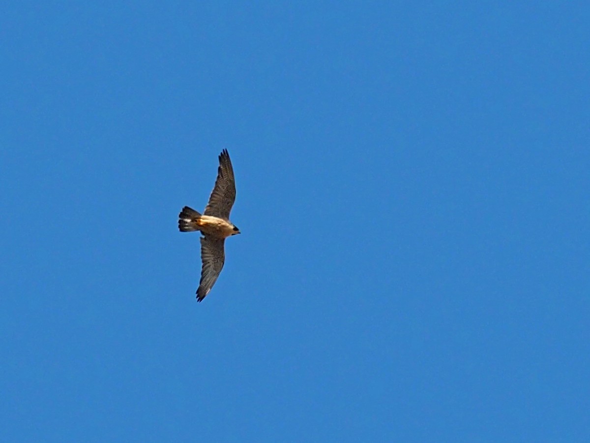 Faucon pèlerin - ML640427336