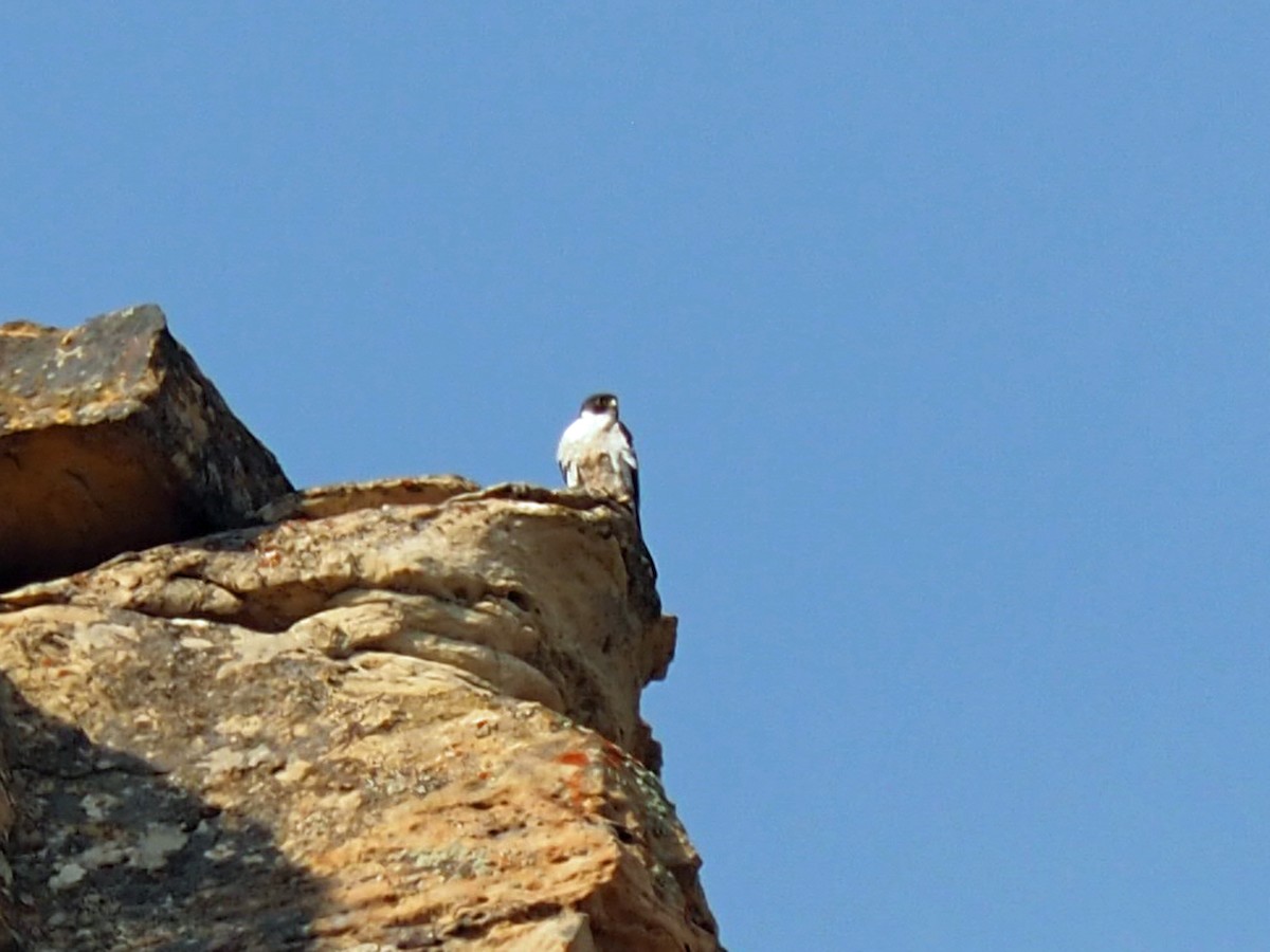 Faucon pèlerin - ML640427338
