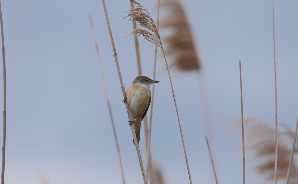 Great Reed Warbler - ML640427355