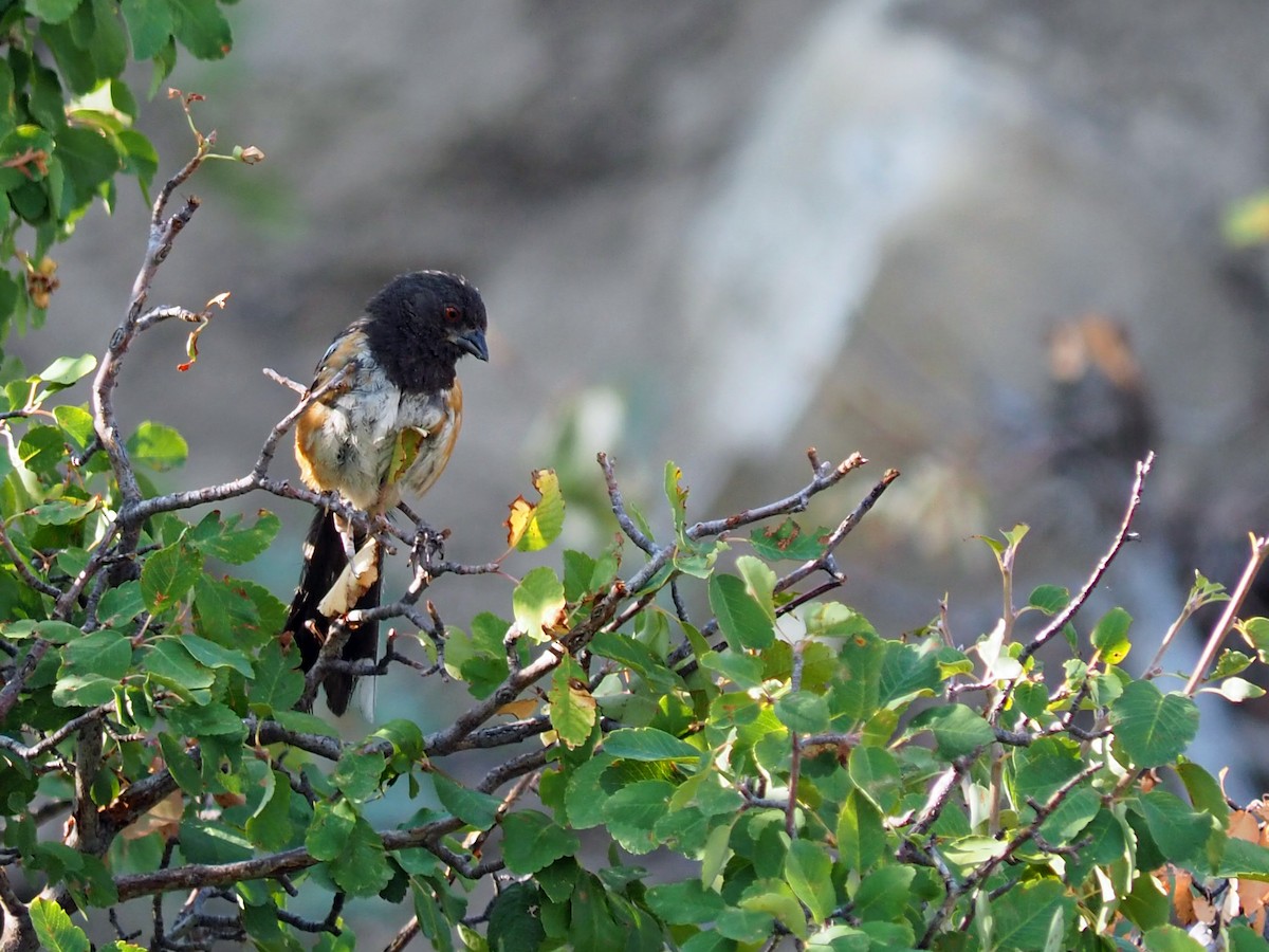 Spotted Towhee - ML640427361
