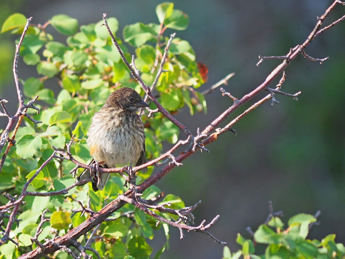 Spotted Towhee - ML640427362