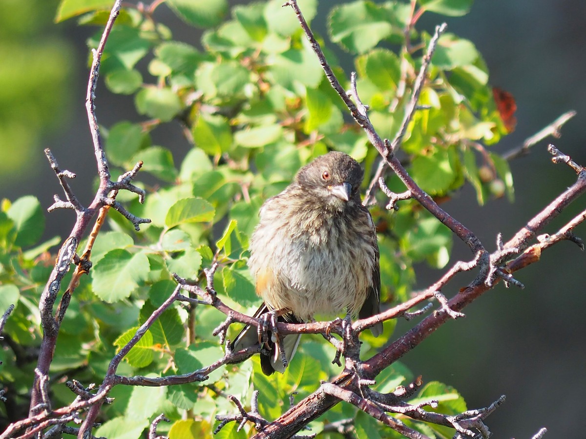 Spotted Towhee - ML640427364