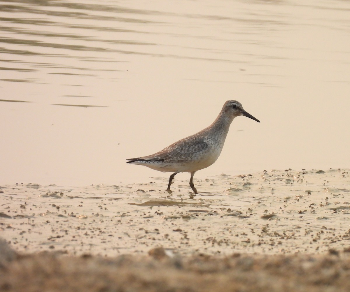 Red Knot - ML640427367