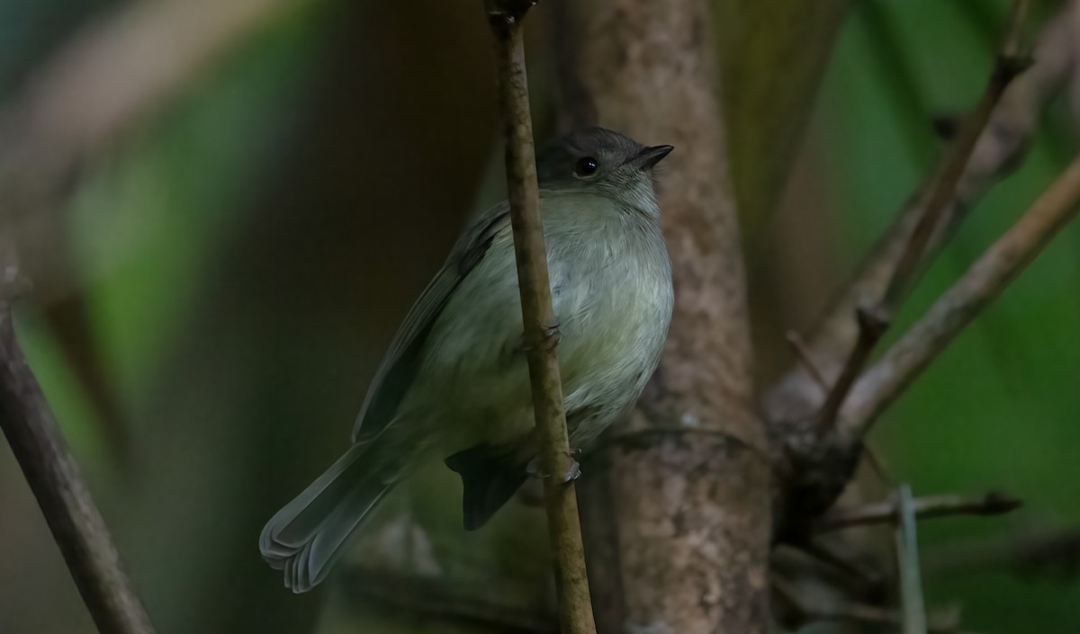 Serra do Mar Tyrant-Manakin - ML640427368