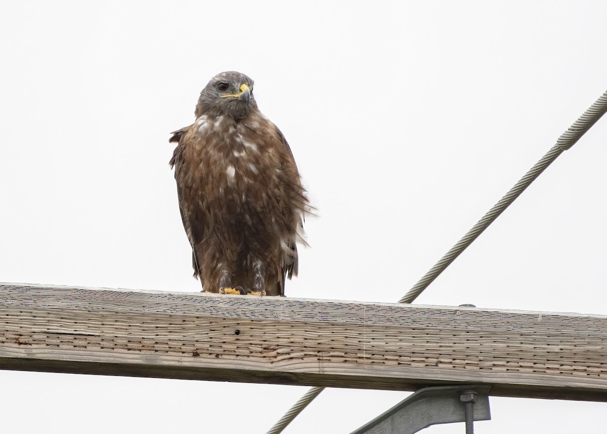 Ferruginous Hawk - ML640427370