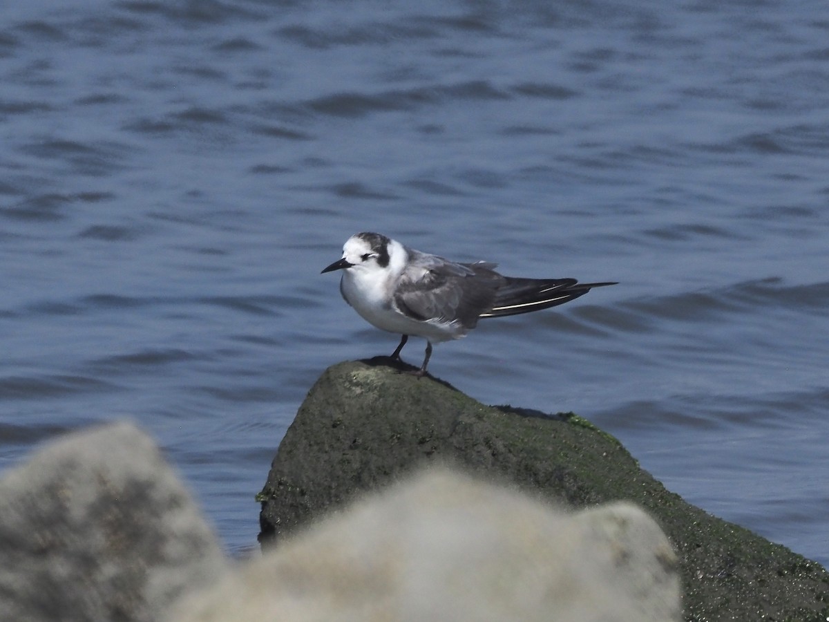 Black Tern - ML640427386
