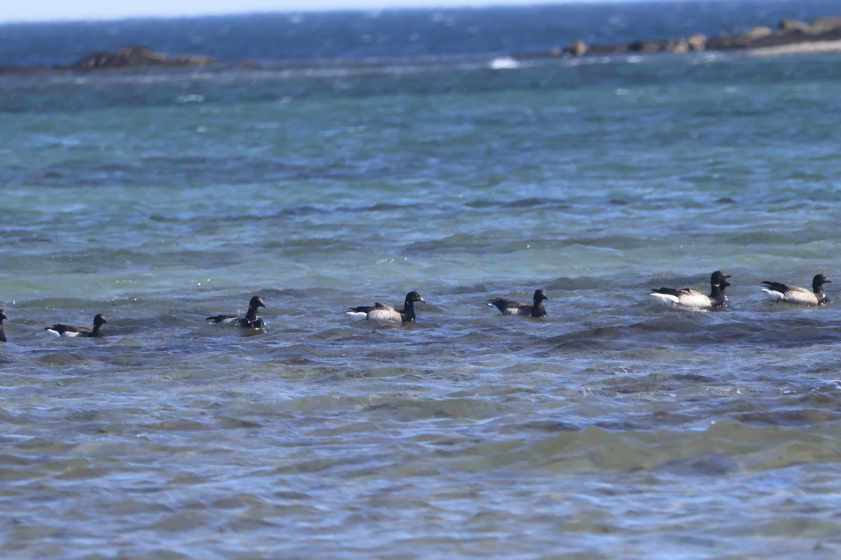 Brant - ML640427391