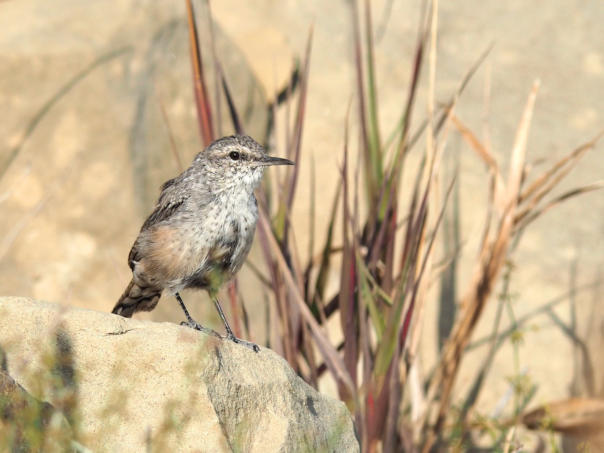 Rock Wren - ML640427411