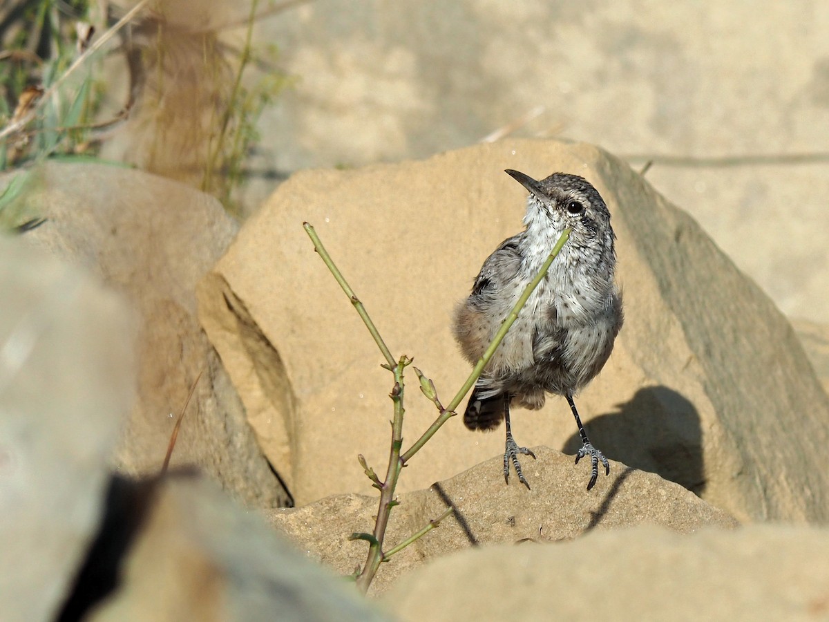 Rock Wren - ML640427412