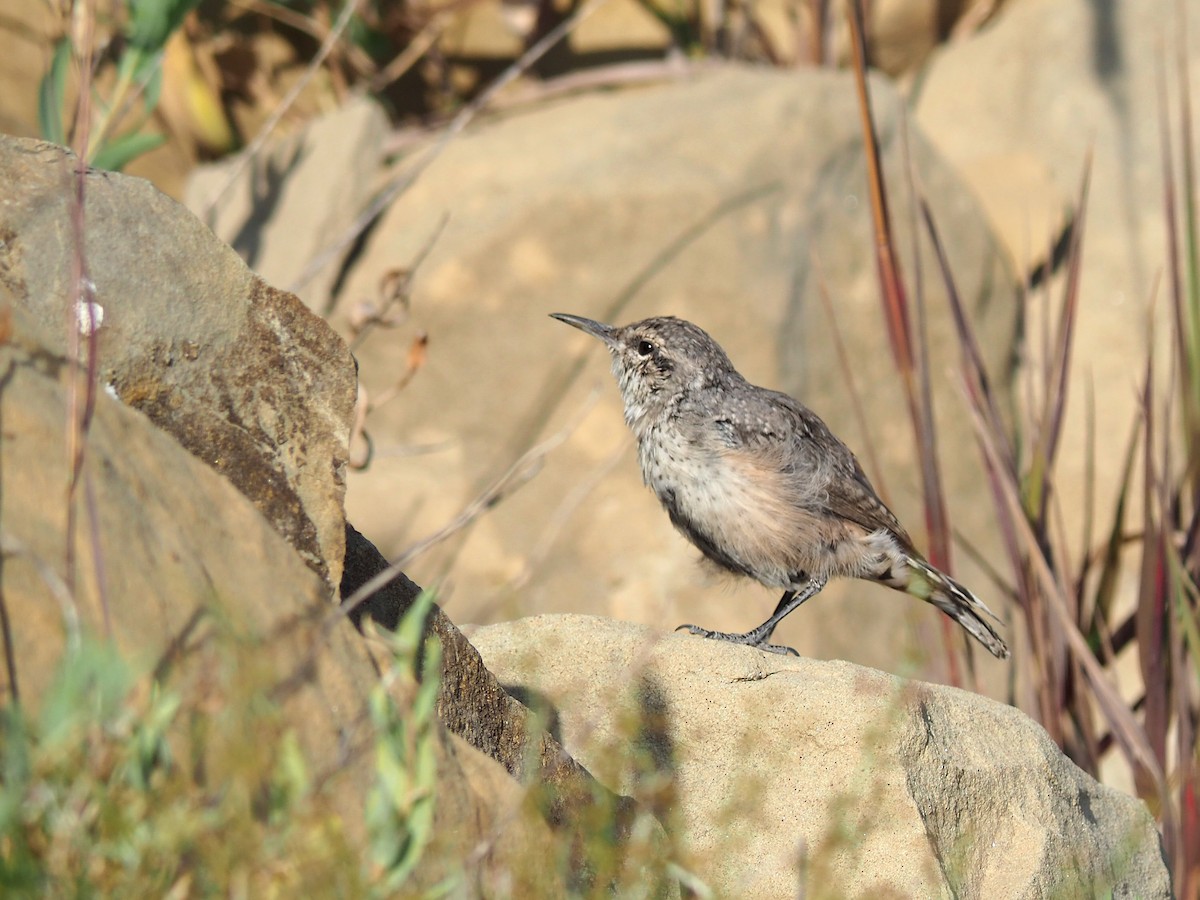 Rock Wren - ML640427413