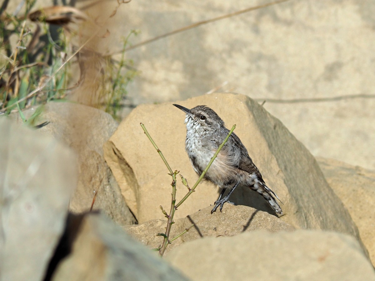 Rock Wren - ML640427414