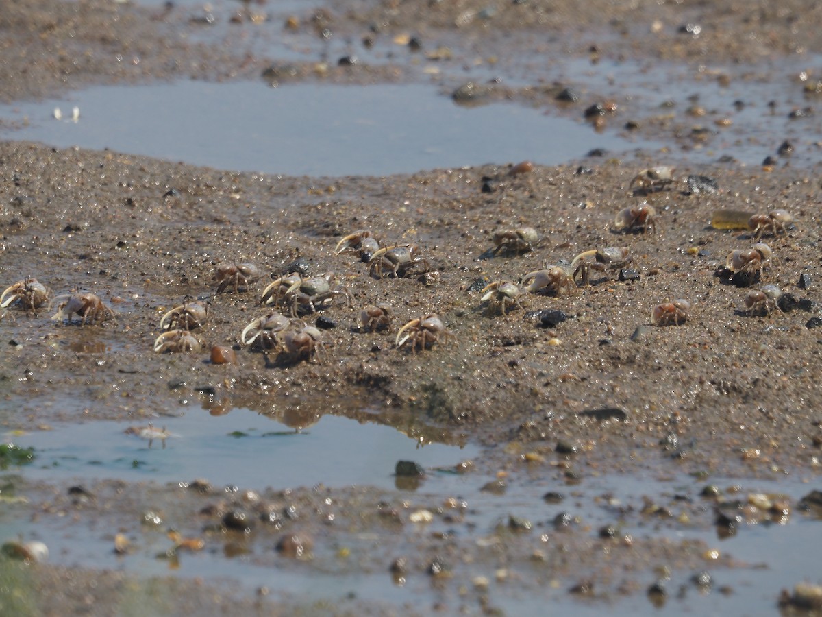 Atlantic sand fiddler - ML640427431