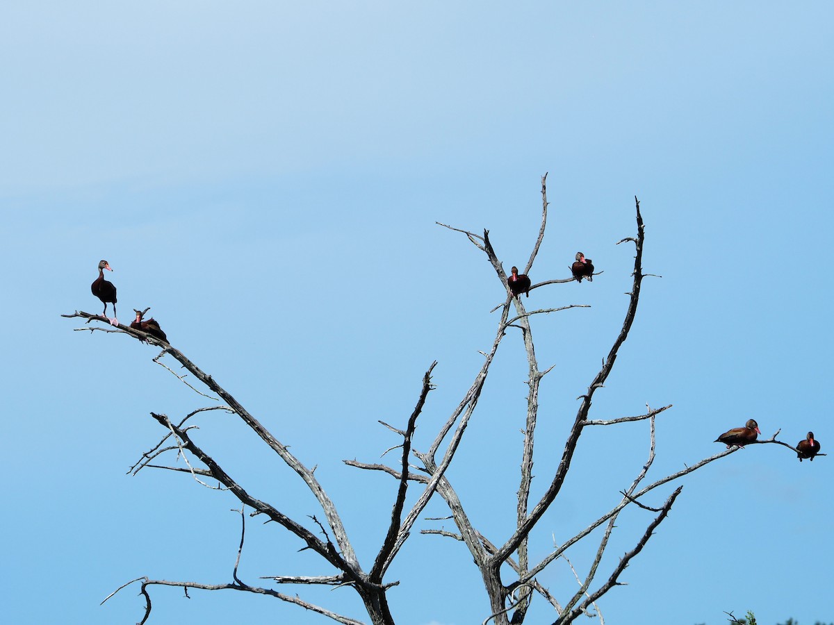Black-bellied Whistling-Duck - ML640427437