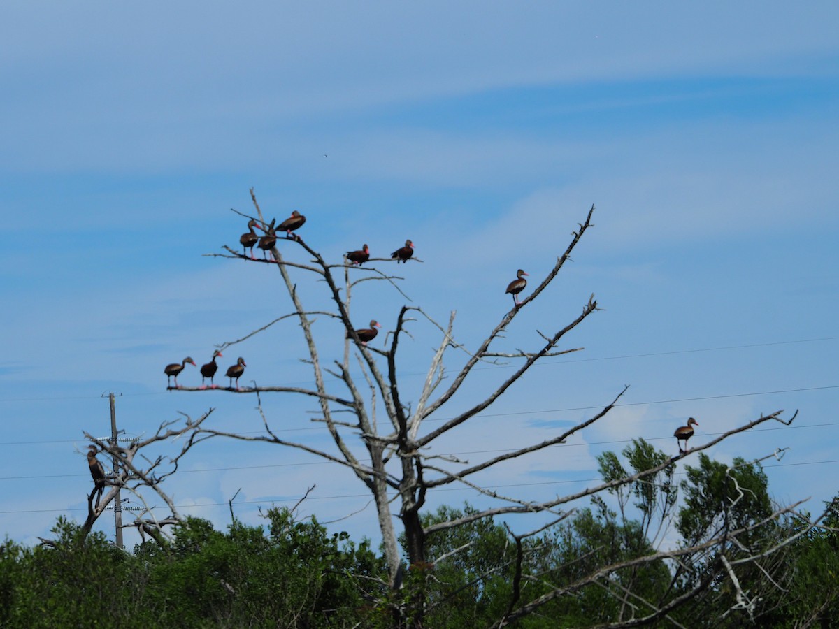 Black-bellied Whistling-Duck - ML640427453