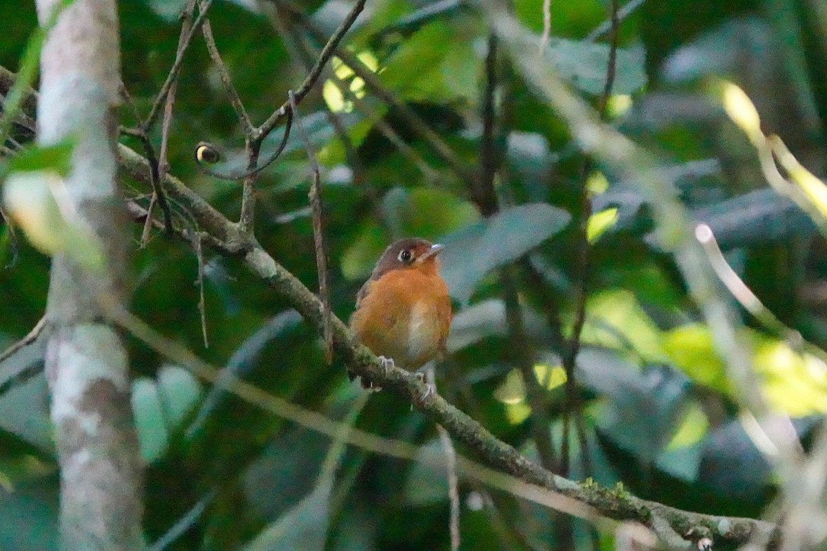 Rusty-breasted Antpitta - ML640427462