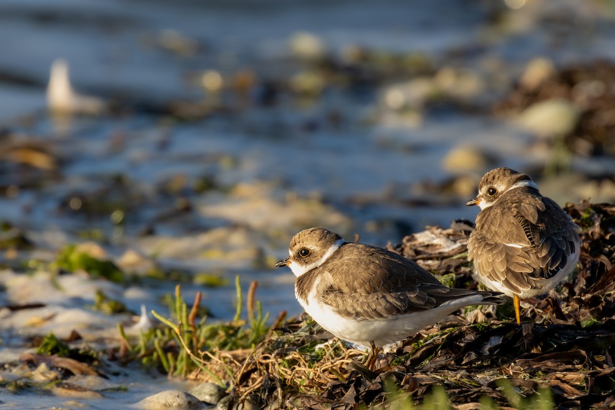 Semipalmated Plover - ML640427468