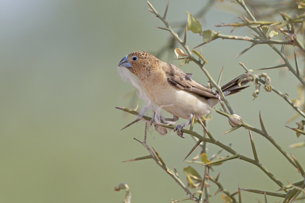 Capuchino Picoplata Africano - ML640427504