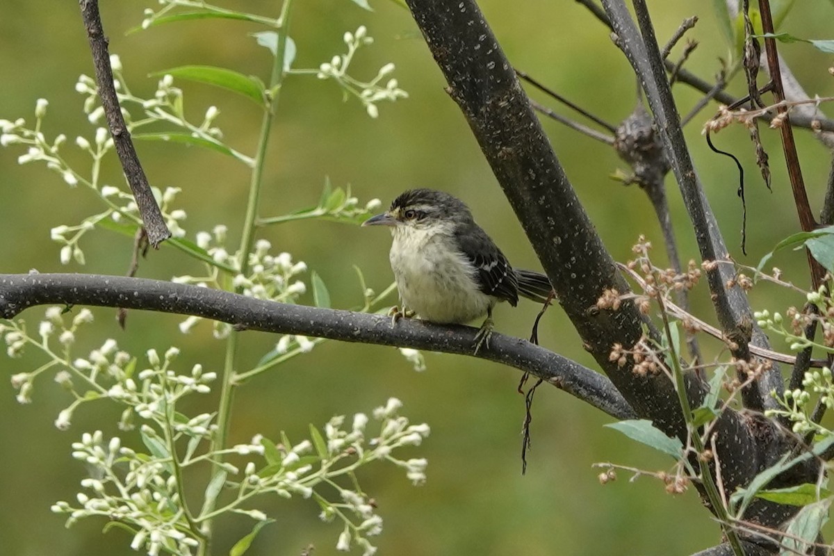 Double-banded Graytail - ML640427509
