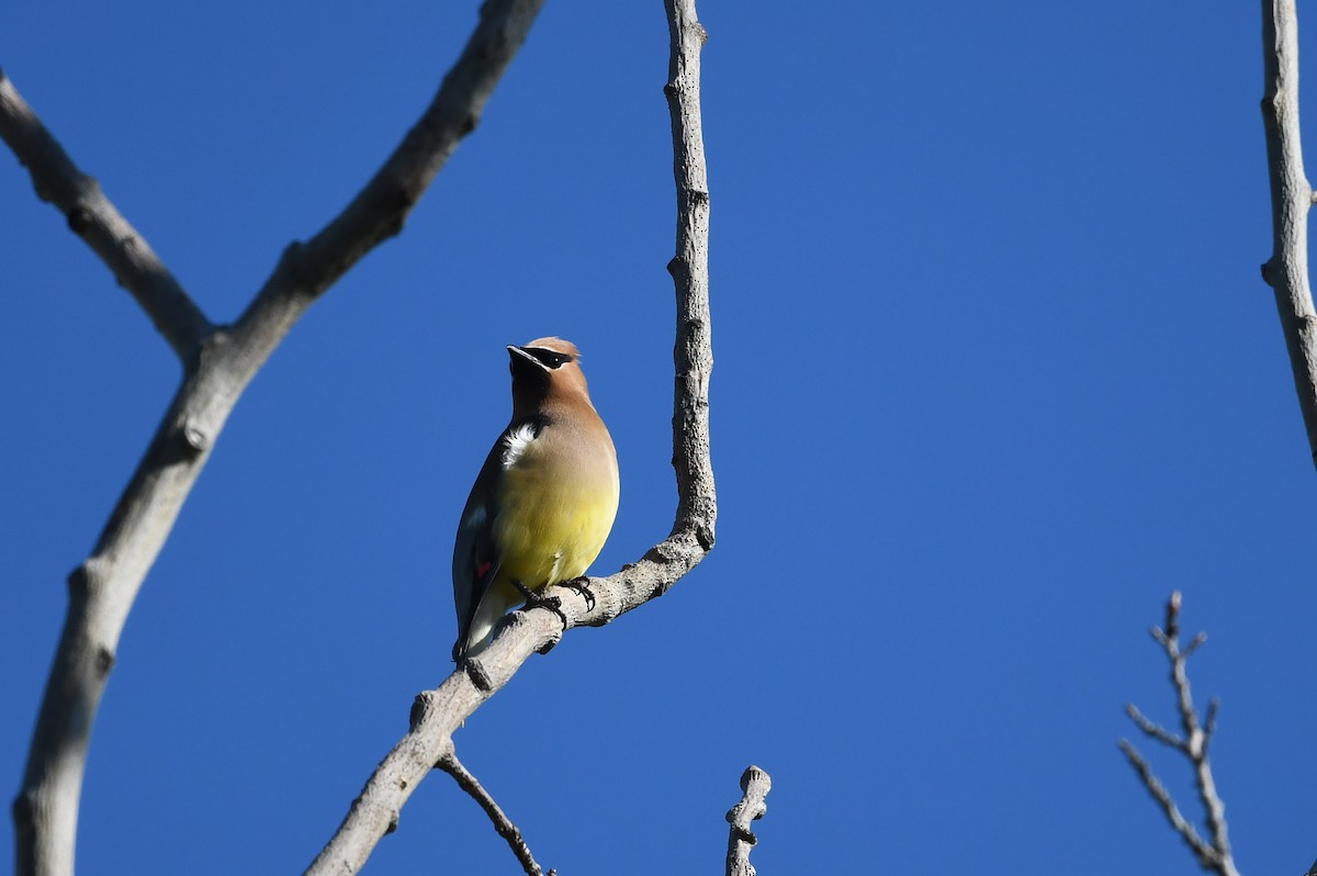 Cedar Waxwing - ML640427516